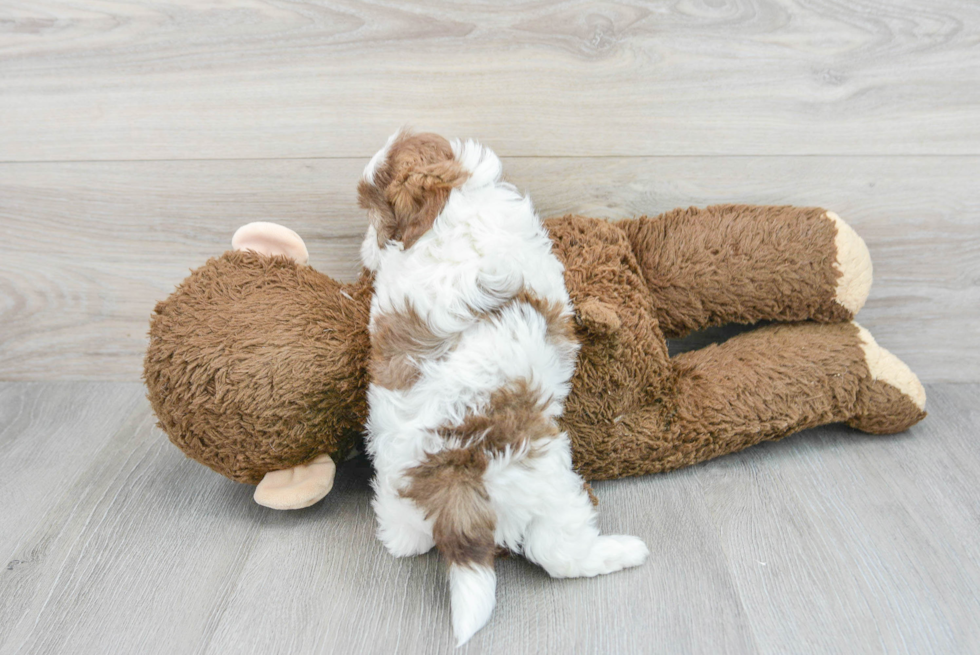 Shih Poo Pup Being Cute