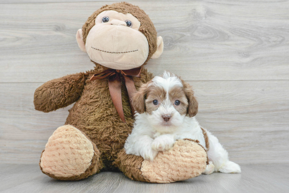 Shih Poo Puppy for Adoption