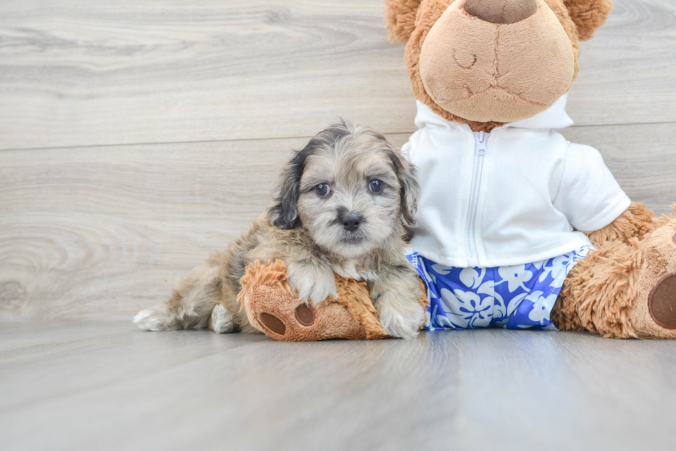 Adorable Shihpoo Poodle Mix Puppy