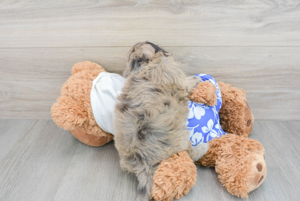 Petite Shih Poo Poodle Mix Pup