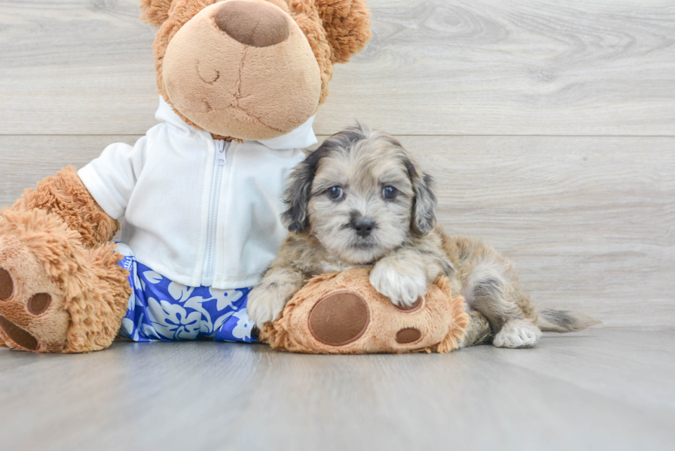 Popular Shih Poo Poodle Mix Pup