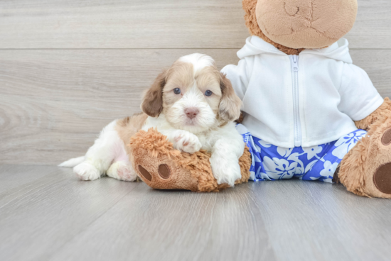 Shih Poo Pup Being Cute