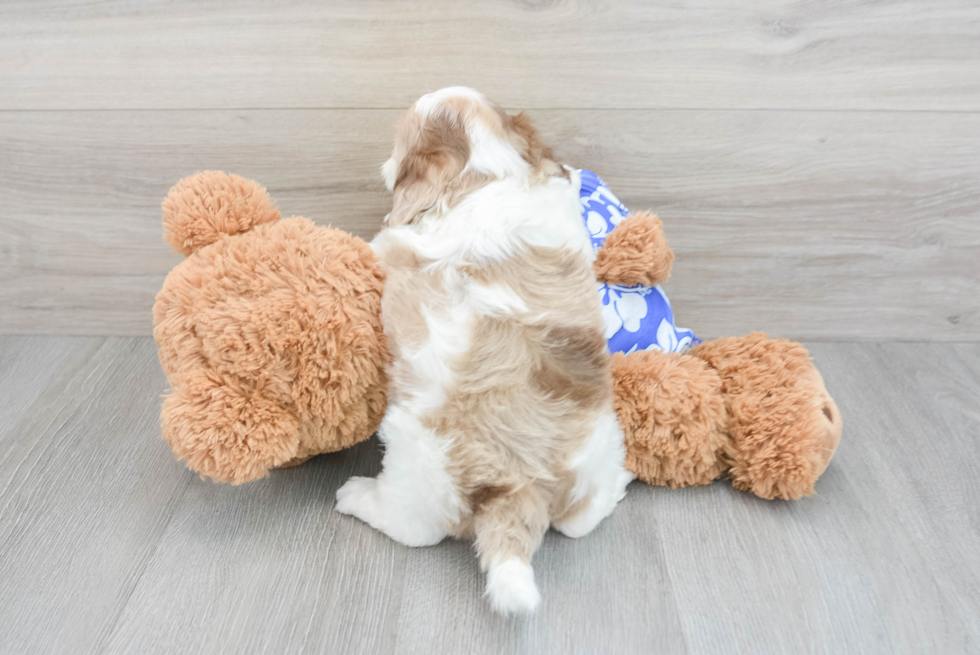 Friendly Shih Poo Baby