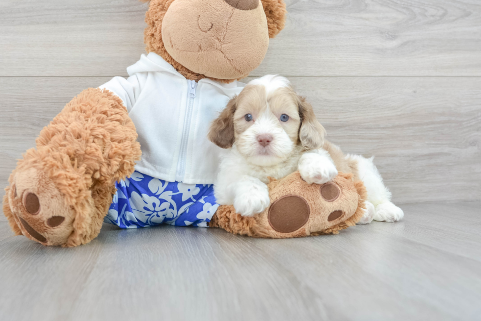 Shih Poo Pup Being Cute