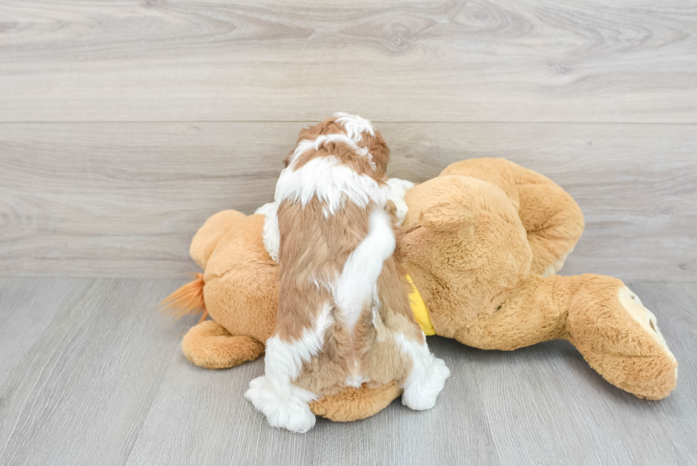 Best Shih Poo Baby