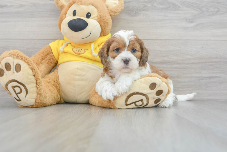 Shih Poo Pup Being Cute