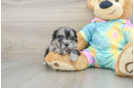 Best Shih Poo Baby