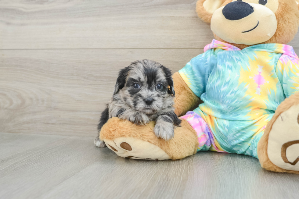 Best Shih Poo Baby