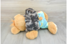 Shih Poo Puppy for Adoption