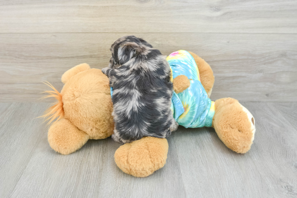Shih Poo Puppy for Adoption