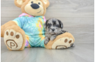 Fluffy Shih Poo Poodle Mix Pup