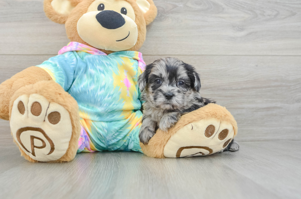 5 week old Shih Poo Puppy For Sale - Premier Pups