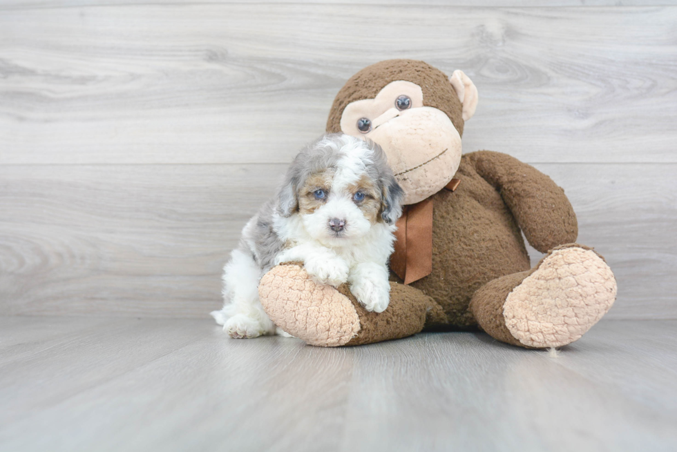 Shih Poo Pup Being Cute