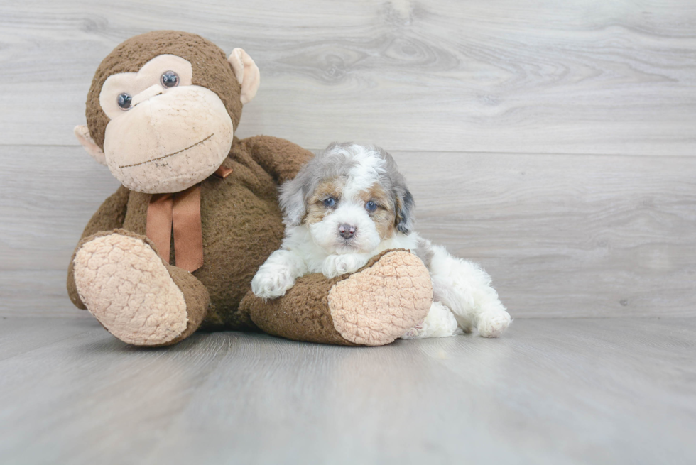 Shih Poo Pup Being Cute