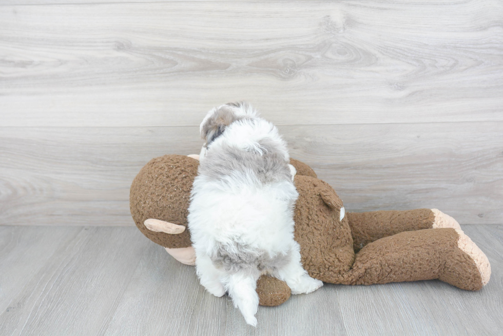 Shih Poo Puppy for Adoption