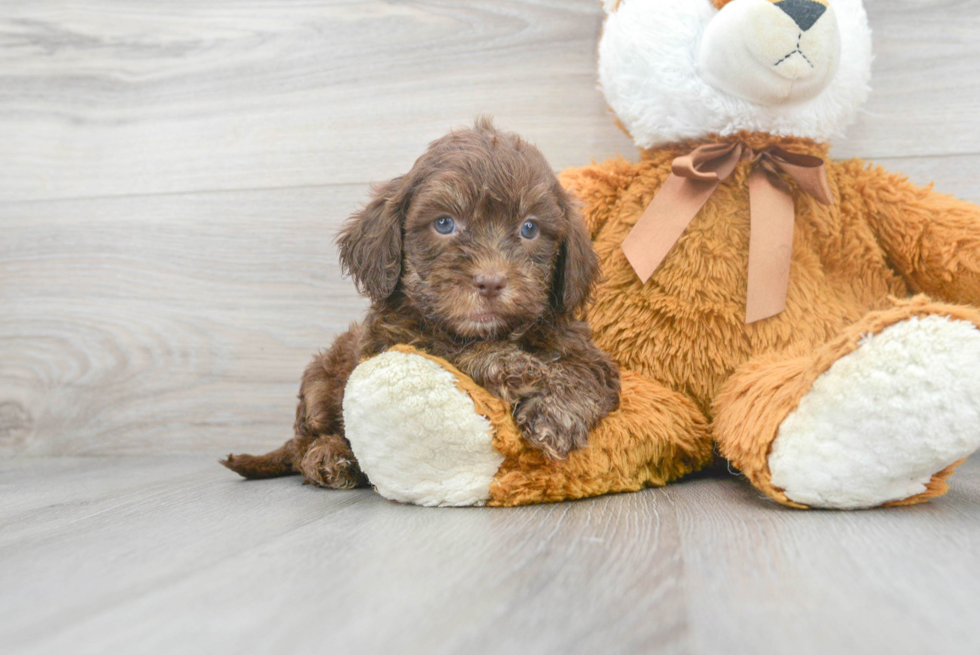 Best Shih Poo Baby