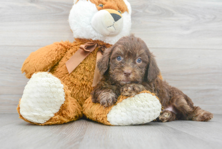 Best Shih Poo Baby