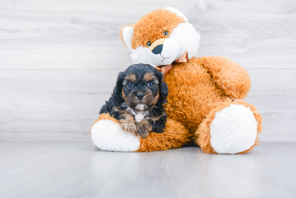 Hypoallergenic Shih Poo Poodle Mix Puppy