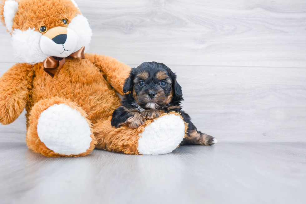 Best Shih Poo Baby