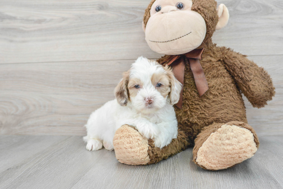 Friendly Shih Poo Baby