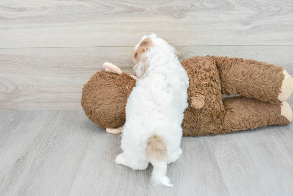 Cute Shih Poo Baby