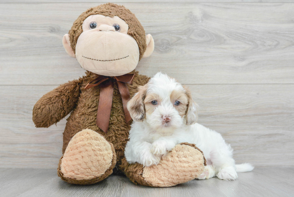 Happy Shih Poo Baby