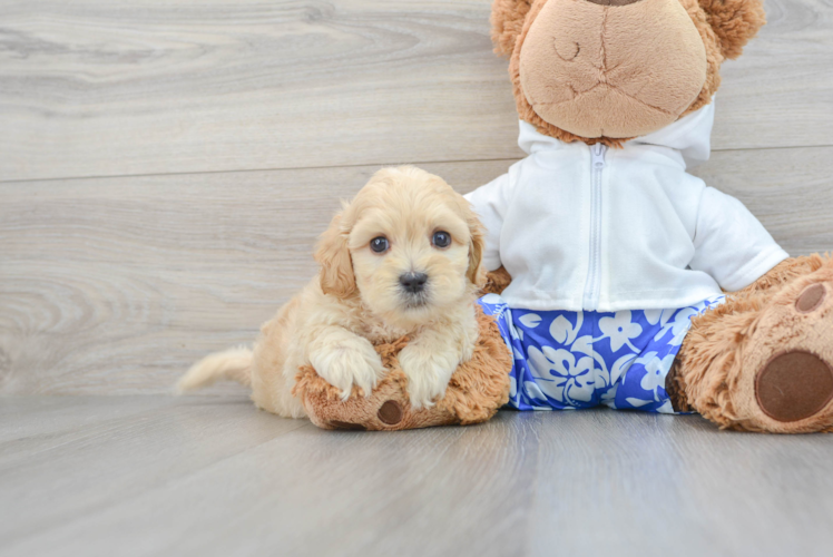 Popular Shih Poo Poodle Mix Pup