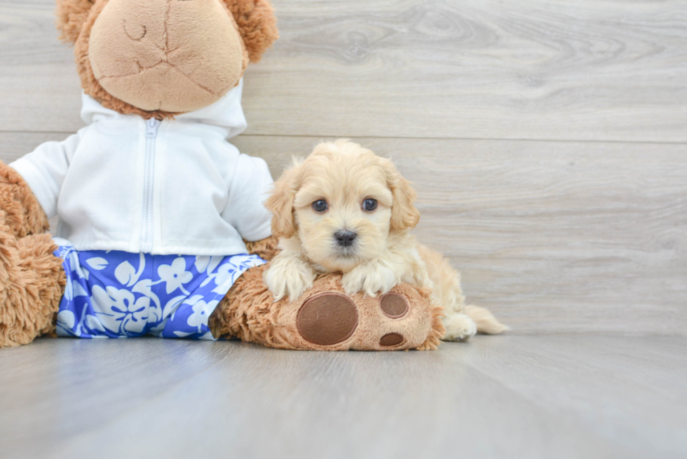 Hypoallergenic Shihpoo Poodle Mix Puppy