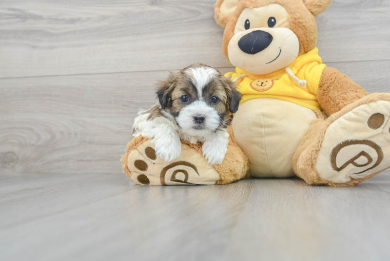 Meet Stew - our Shih Poo Puppy Photo 1/3 - Premier Pups