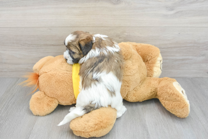 Meet Stew - our Shih Poo Puppy Photo 2/3 - Premier Pups