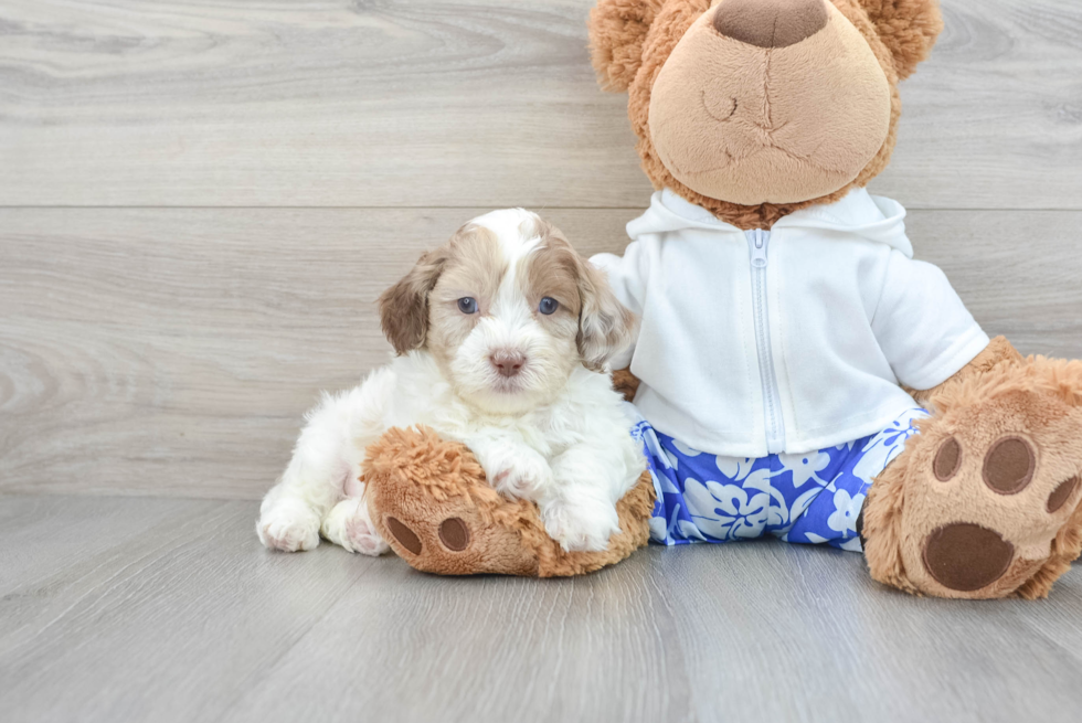 Shih Poo Puppy for Adoption