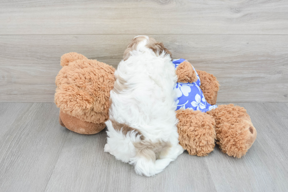 Shih Poo Puppy for Adoption