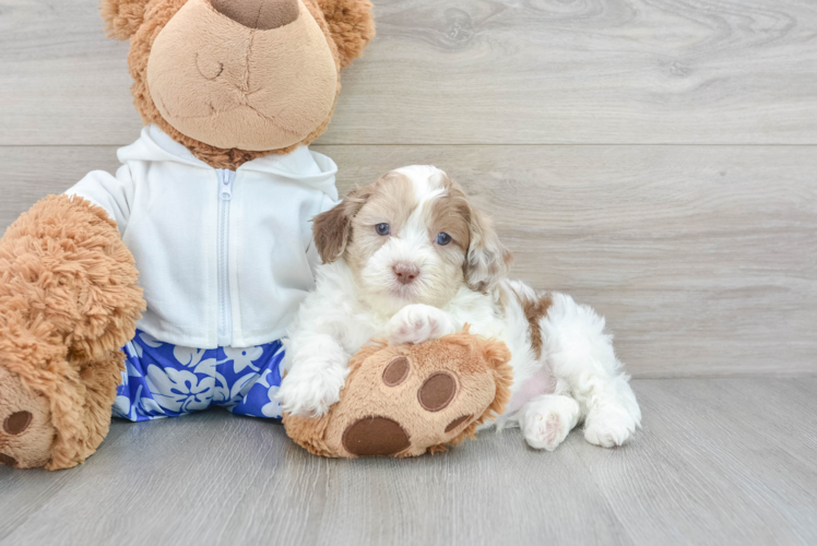 Shih Poo Puppy for Adoption