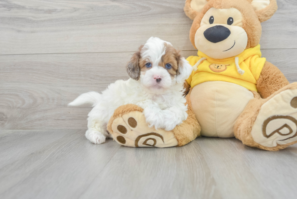 Shih Poo Pup Being Cute