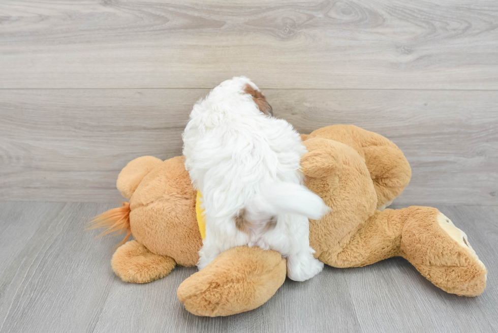 Energetic Shih Poo Stew: 5lb 13oz Doodle Puppy