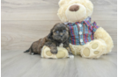 Smart Shih Poo Poodle Mix Pup