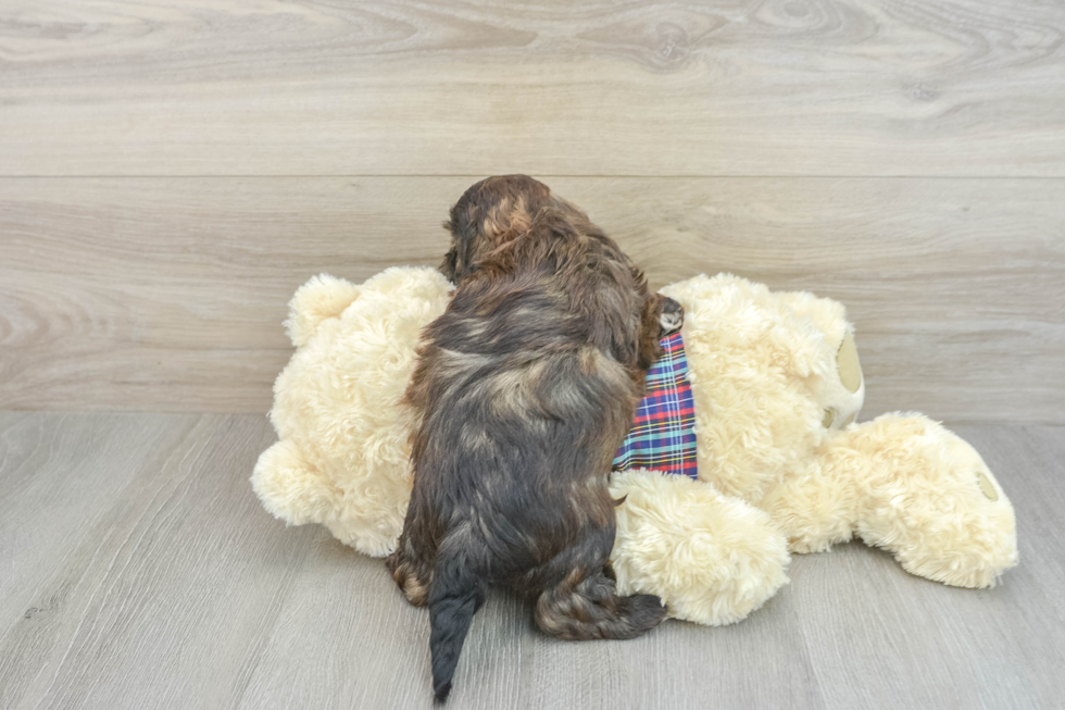 Hypoallergenic Shih Poo Poodle Mix Puppy