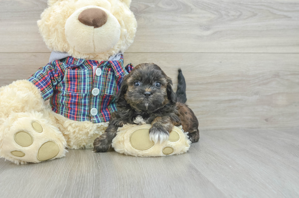 7 week old Shih Poo Puppy For Sale - Premier Pups