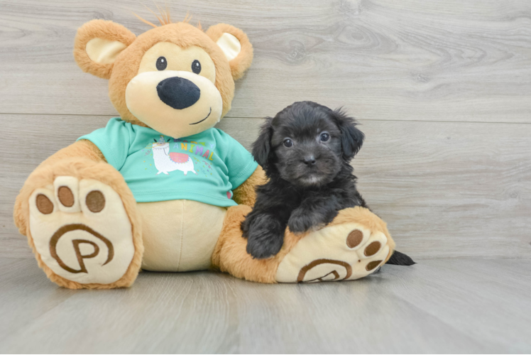 Shih Poo Puppy for Adoption