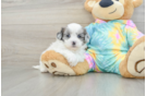 Hypoallergenic Shihpoo Poodle Mix Puppy