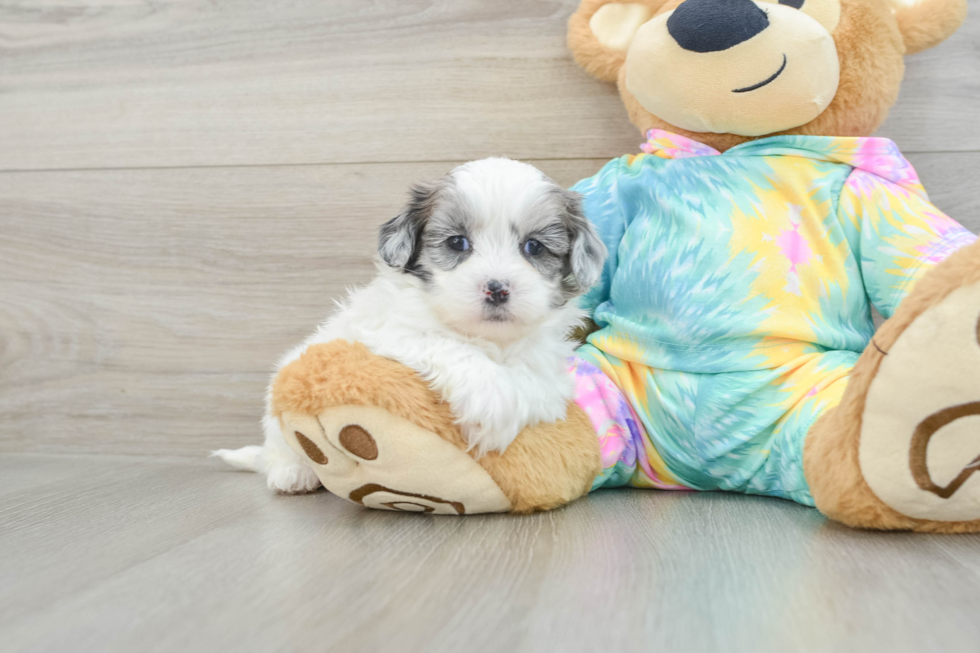 Hypoallergenic Shihpoo Poodle Mix Puppy