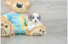 Little Shihpoo Poodle Mix Puppy