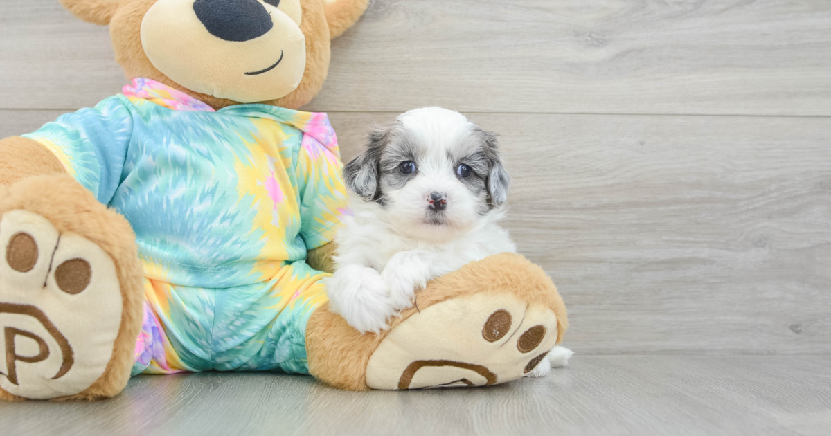 Energetic Shih Poo Stew: 3lb 11oz Doodle Puppy