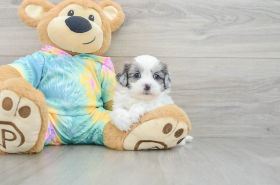 Little Shihpoo Poodle Mix Puppy