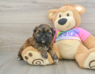 8 week old Shih Poo Puppy For Sale - Premier Pups