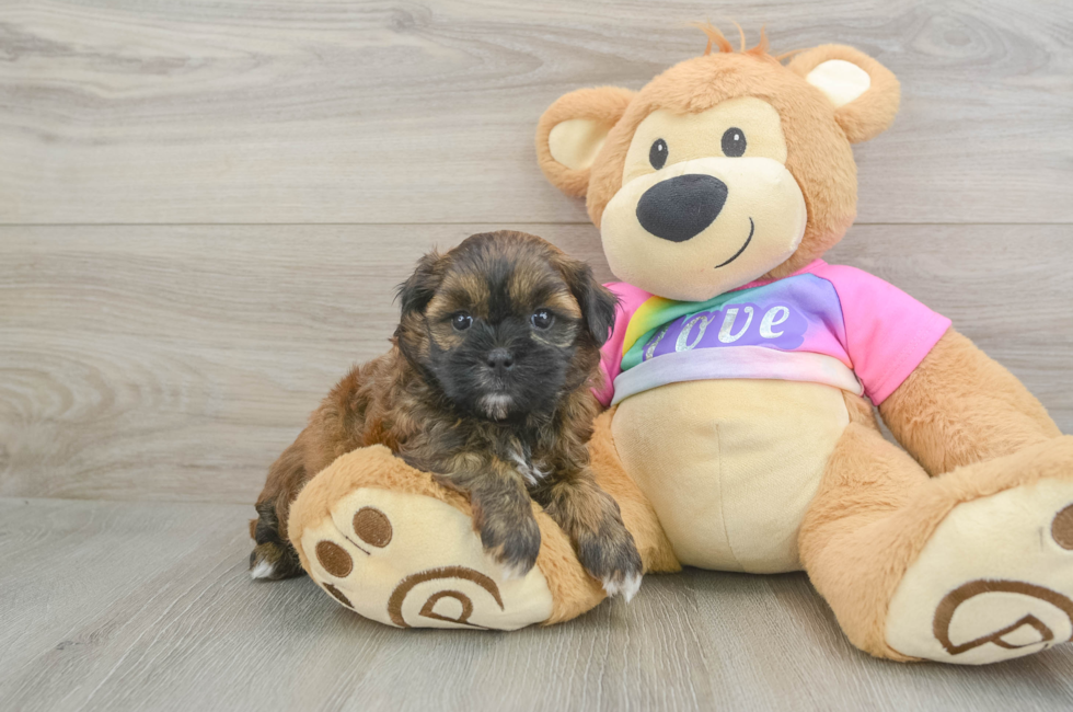 5 week old Shih Poo Puppy For Sale - Premier Pups