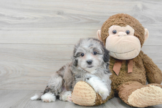 Small Shih Poo Baby