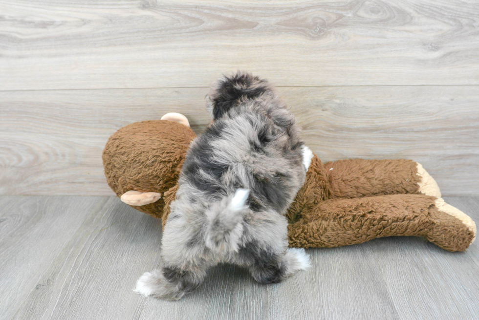 Happy Shih Poo Baby