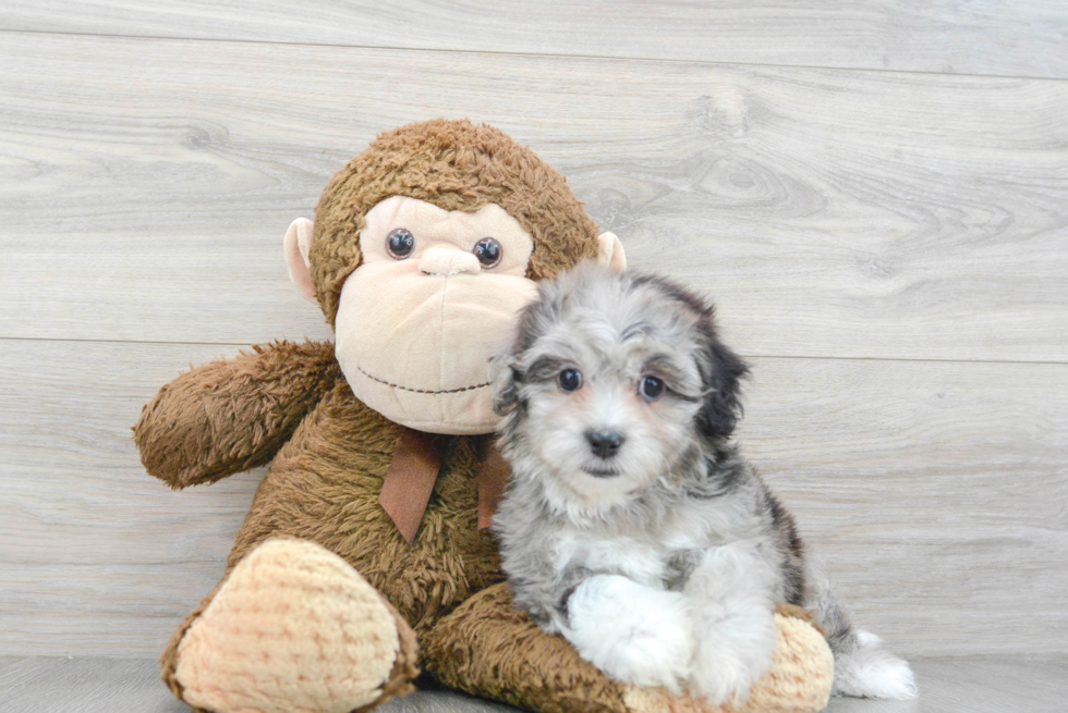 Adorable Shih Poo Poodle Mix Puppy