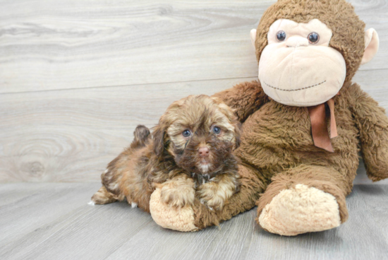 Cute Shih Poo Baby